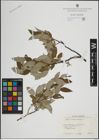 Foto von Salix lapponum L.